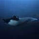 Malpelo Fauna and Flora Sanctuary