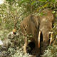 Garamba National Park