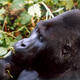 Kahuzi-Biega National Park