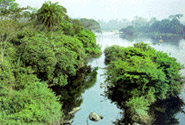 Taï National Park
