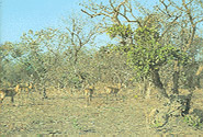 Comoé National Park