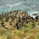 New Zealand Sub-Antarctic Islands